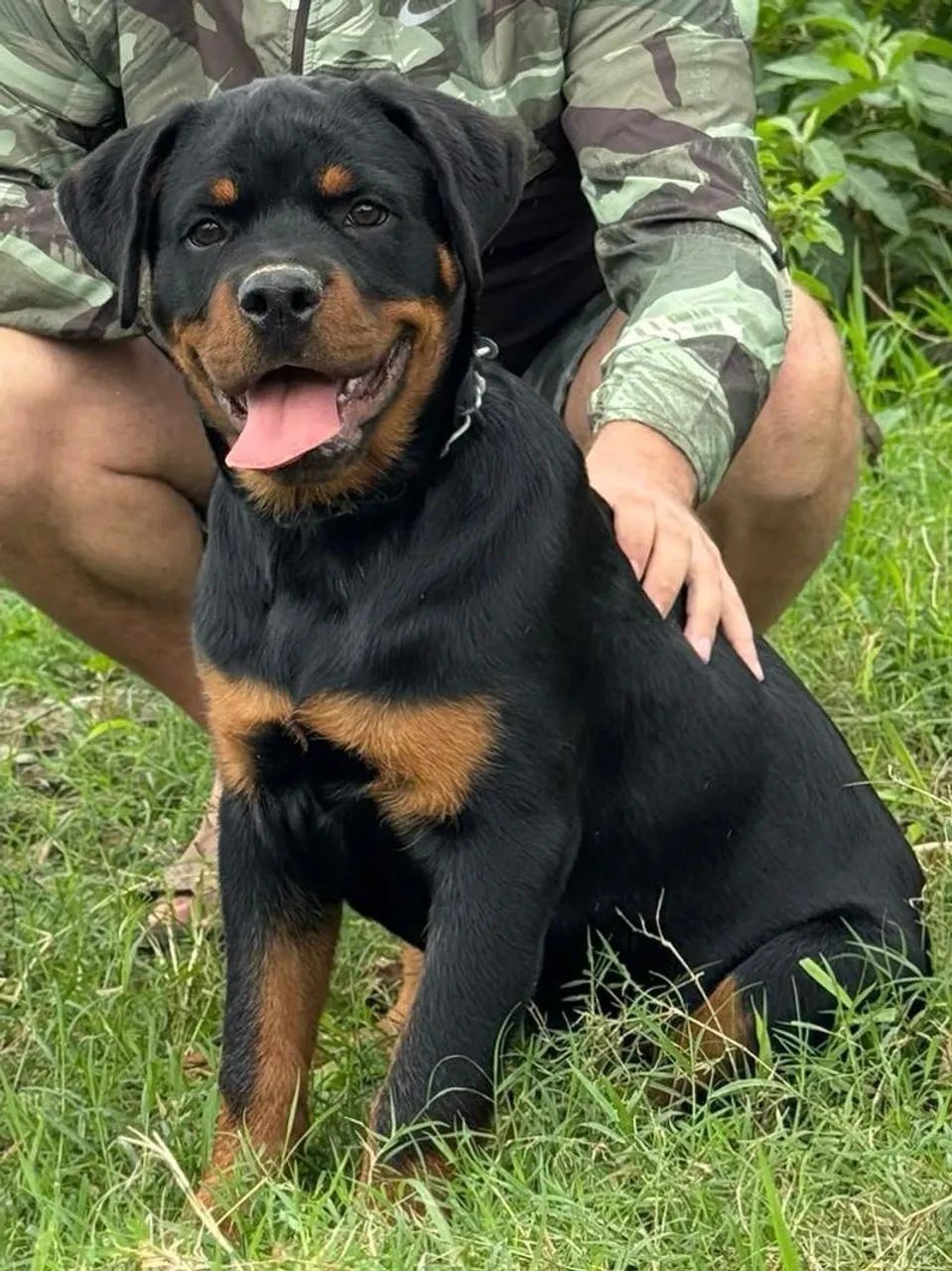 Rottweiler 