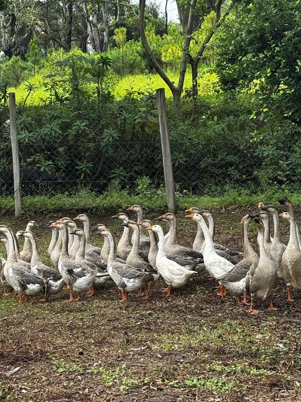 Venda de ganso  - Foto 4