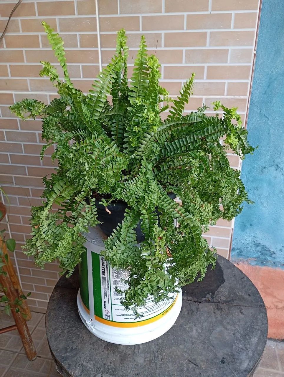 Plantas e sementes  - Foto 3