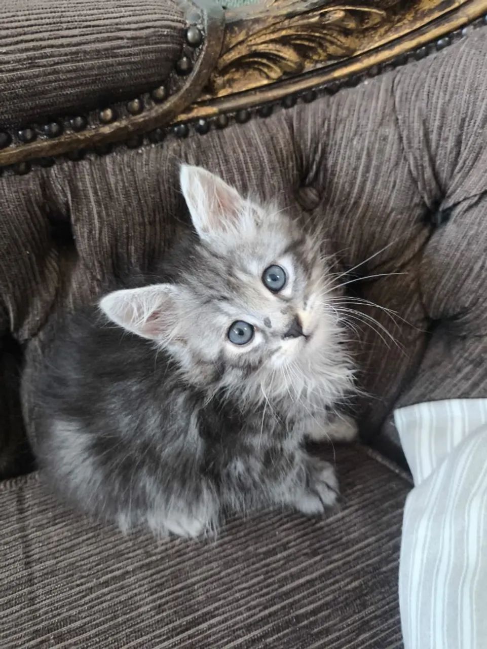 Belíssimo Macho Maine Coon  - Foto 3