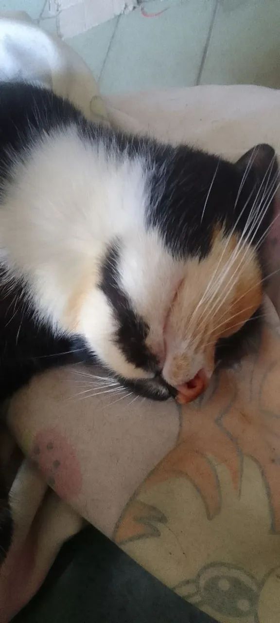 Gatinha para adoção responsável  - Foto 2