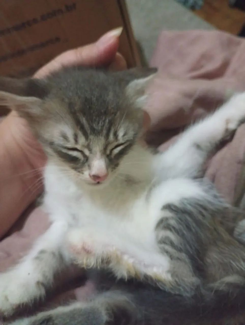 Doação de gatinhos filhotes - Foto 3