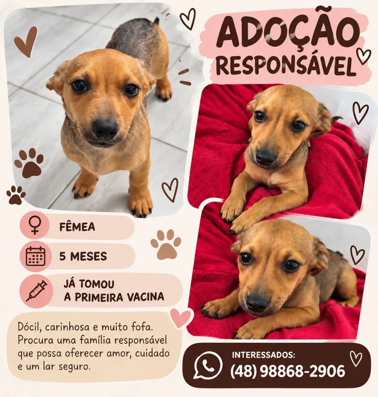 Doação pet 