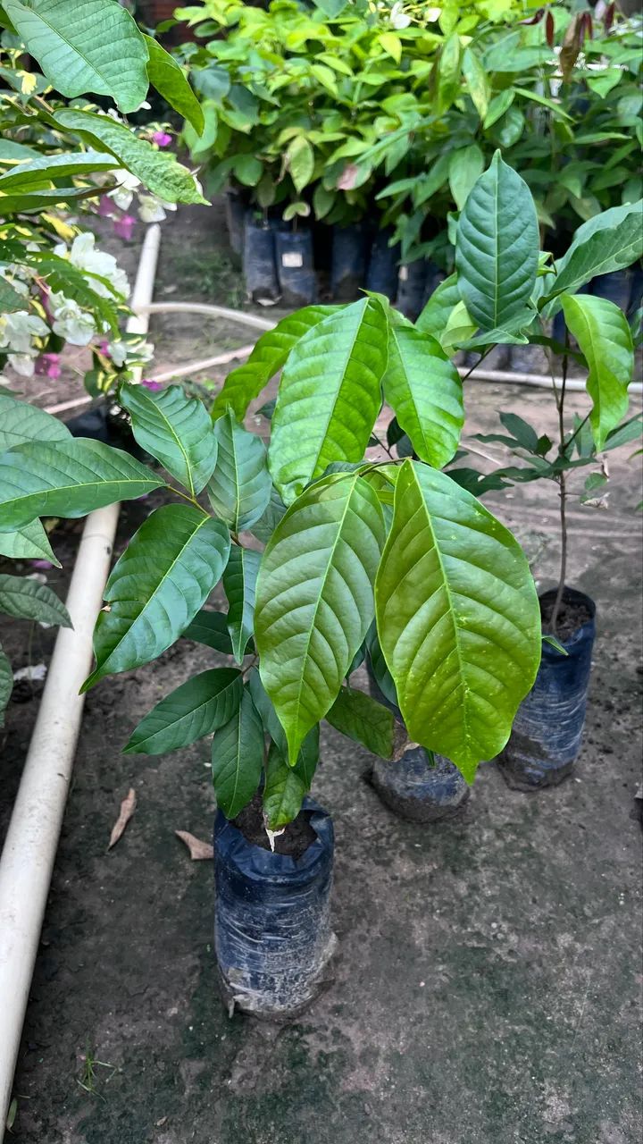 RAMBUTAN Mudas  - Foto 3