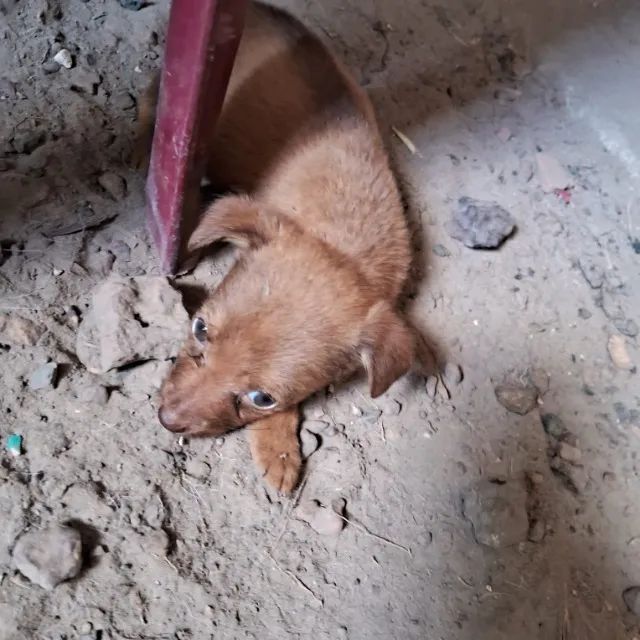 DOAÇÃO DE CACHORRINHOS - Foto 3