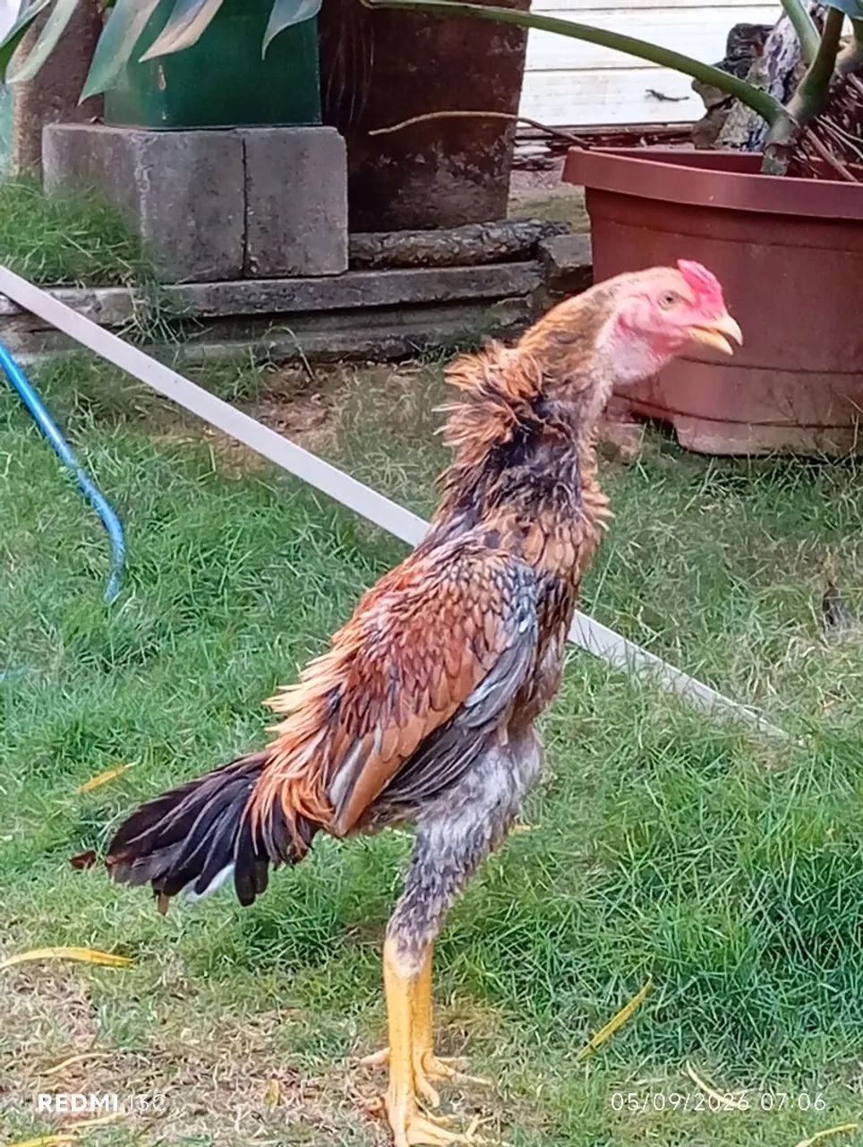 Frango índio apurado  - Foto 5