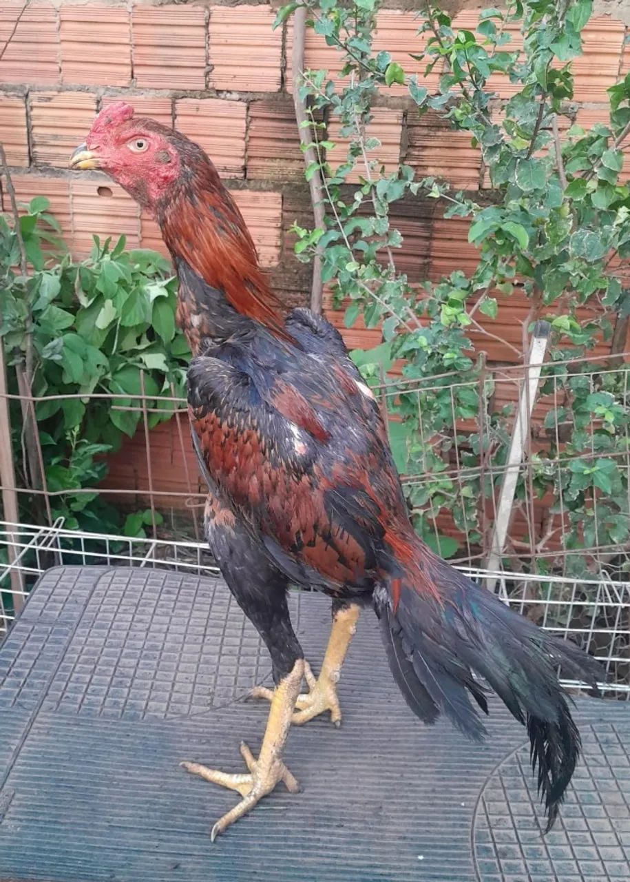 Franga  - Foto 2