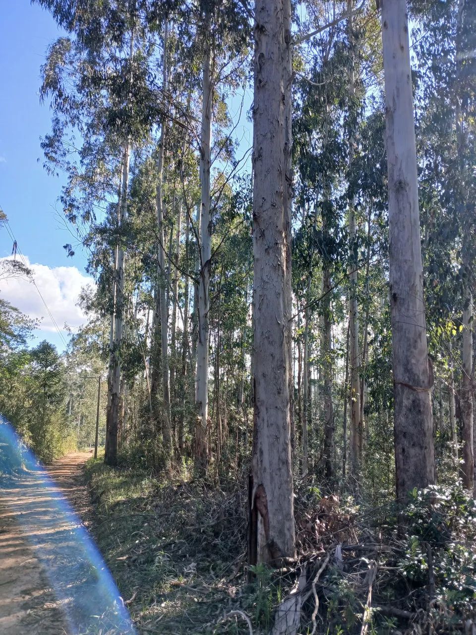 Chácara em Postema Campo Alegre SC - Foto 5