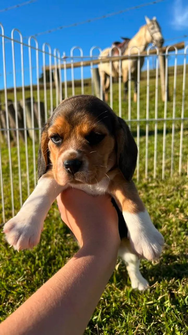 BEAGLES LINDOS