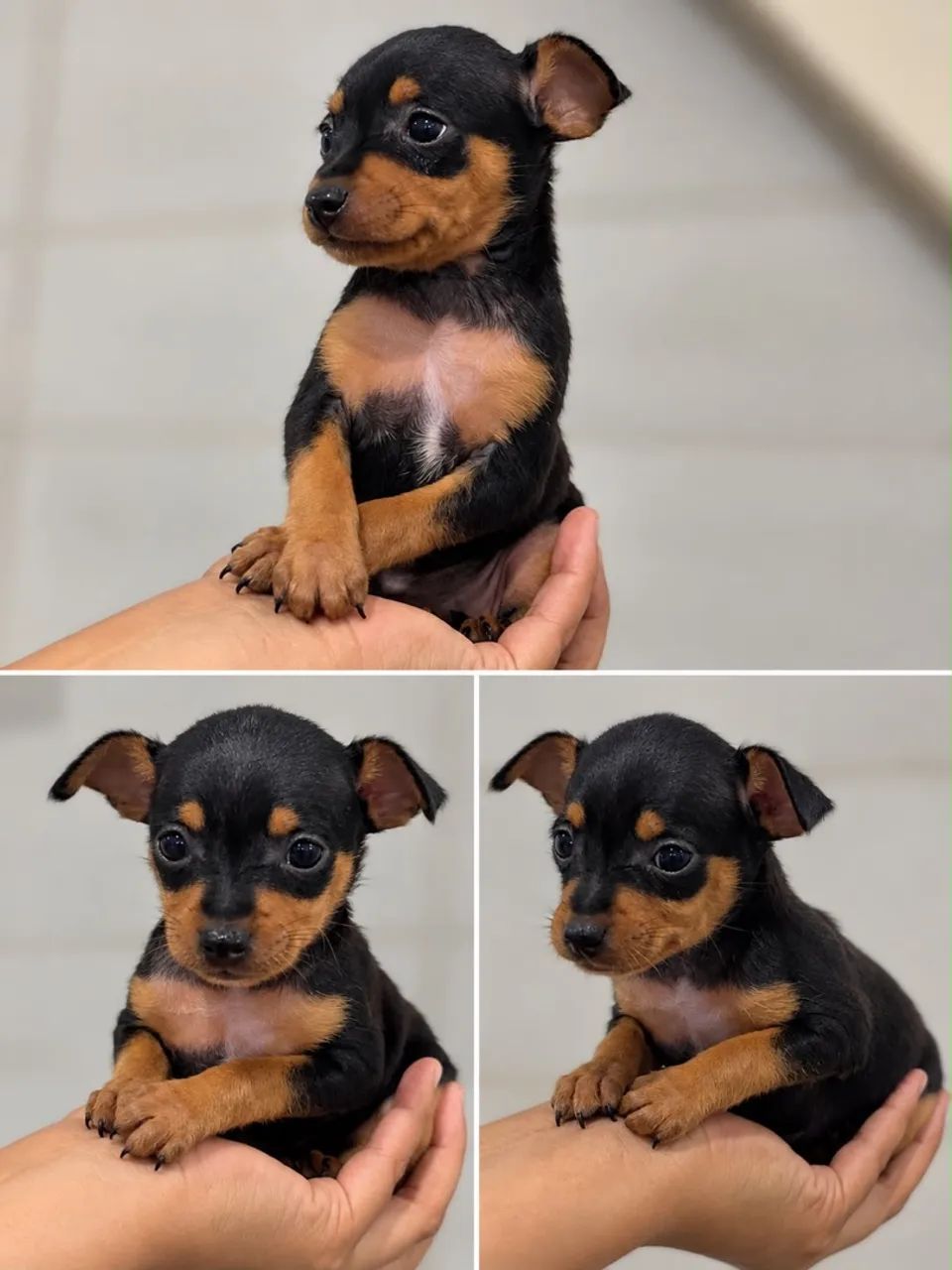 Pinscher 1 - Foto 2