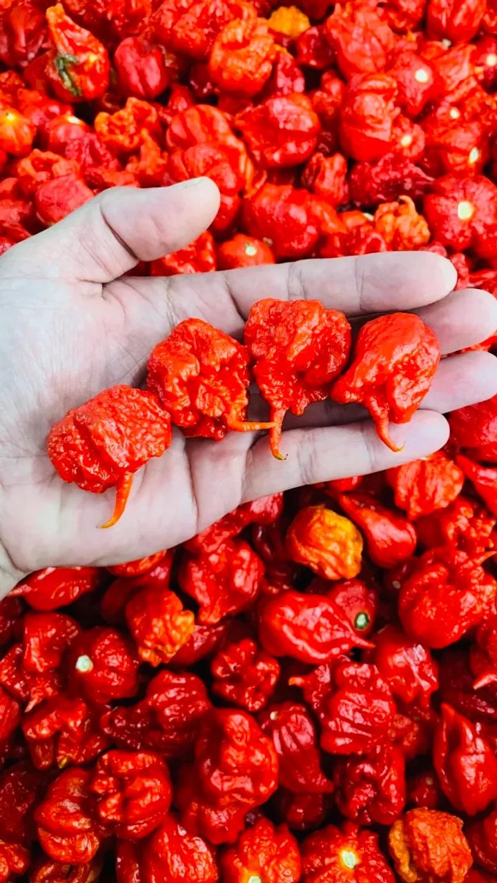 Pimentas CarolinaHeaper - Foto 2