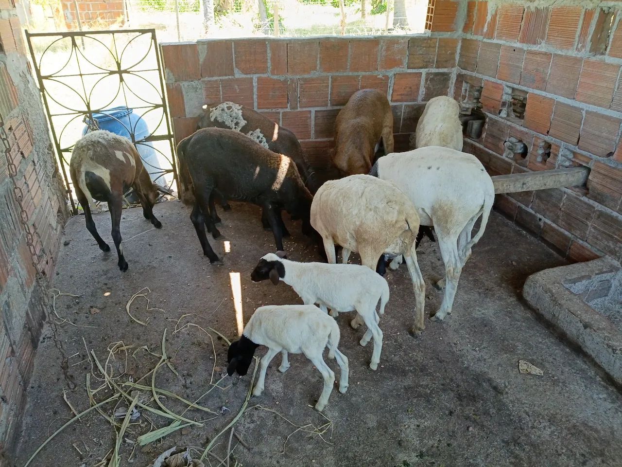 Carneiro  - Foto 5