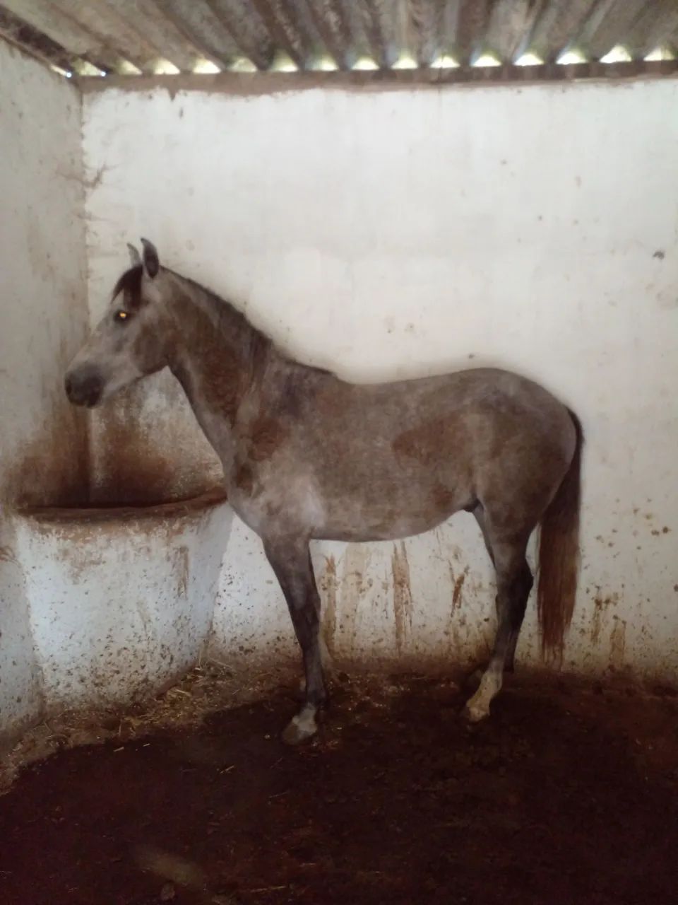 Cavalo - Foto 2