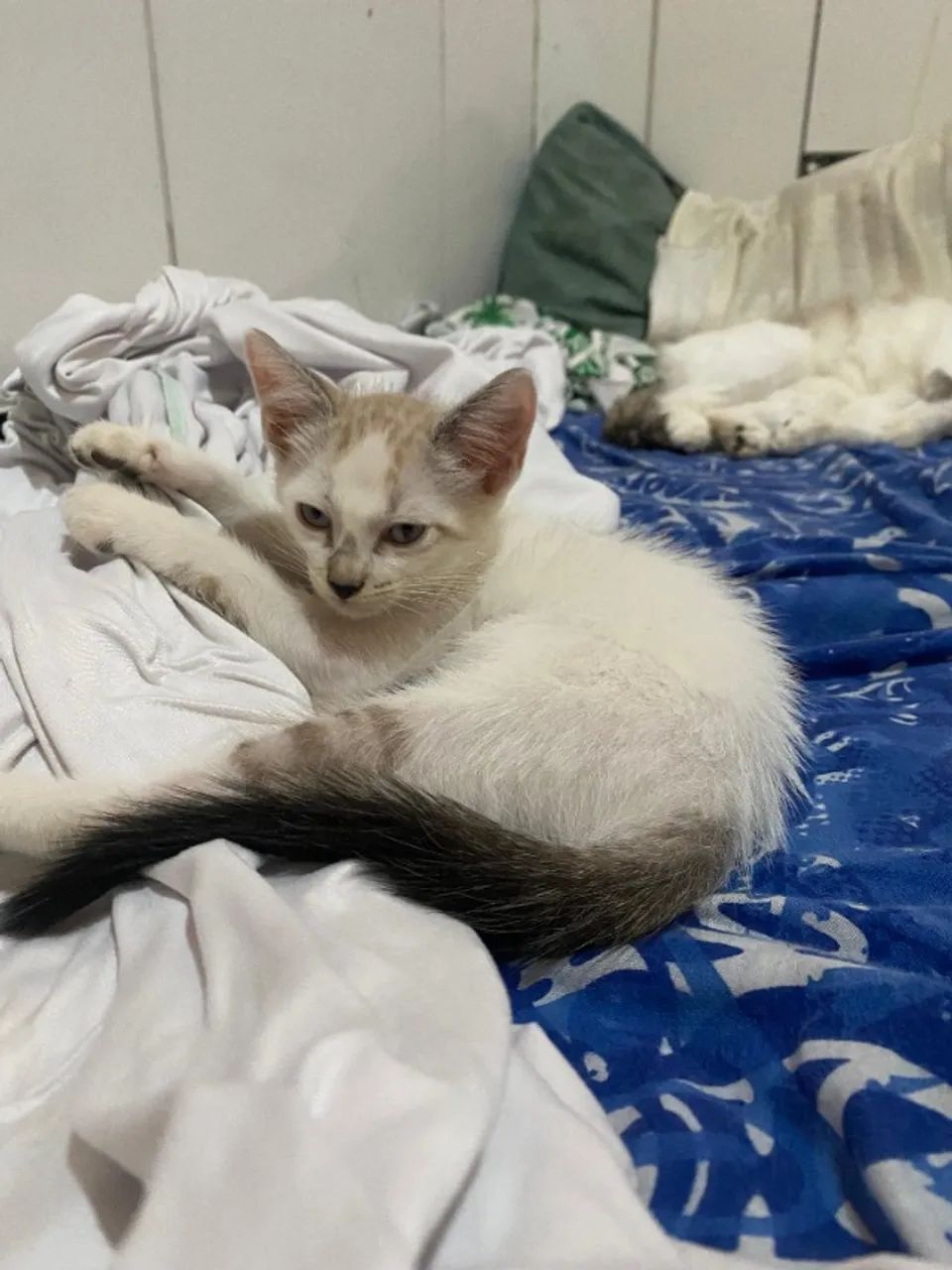 Gato - Foto 5