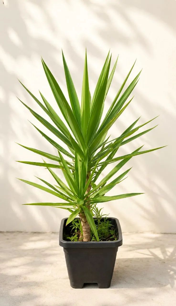 Palmeira yucca 