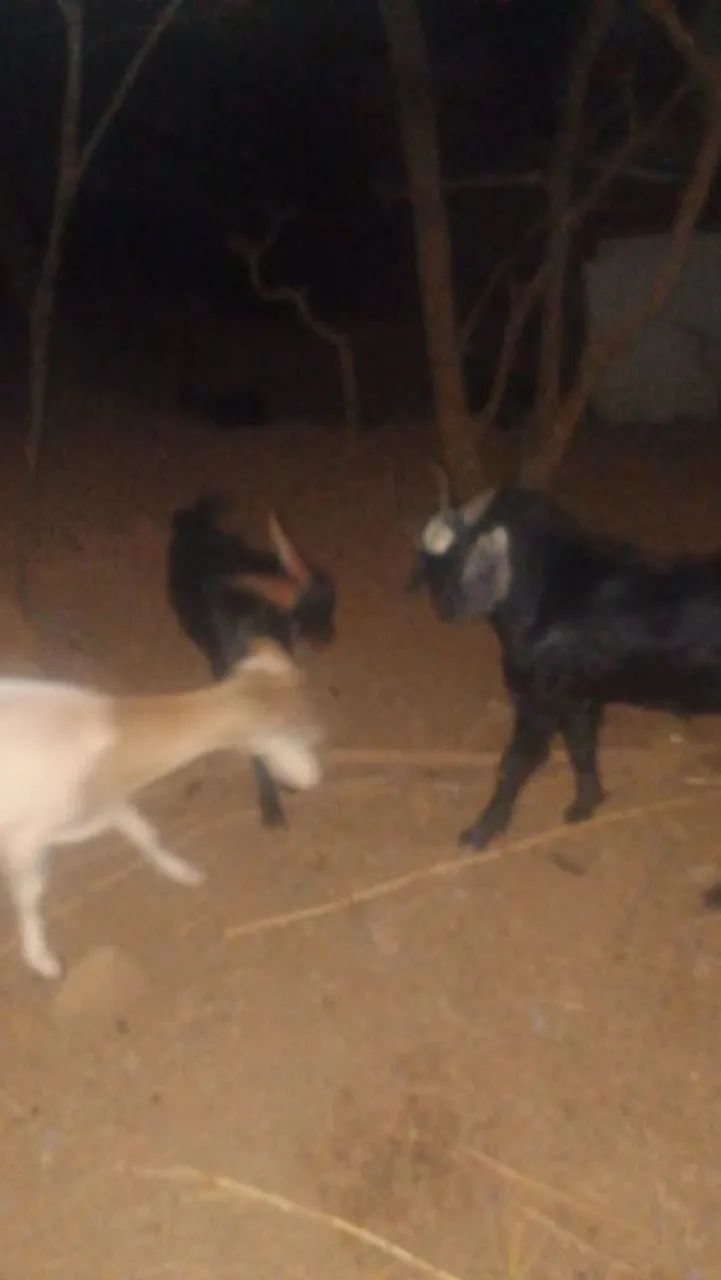 Cabras, cabritos e bodes a parti de 600,00