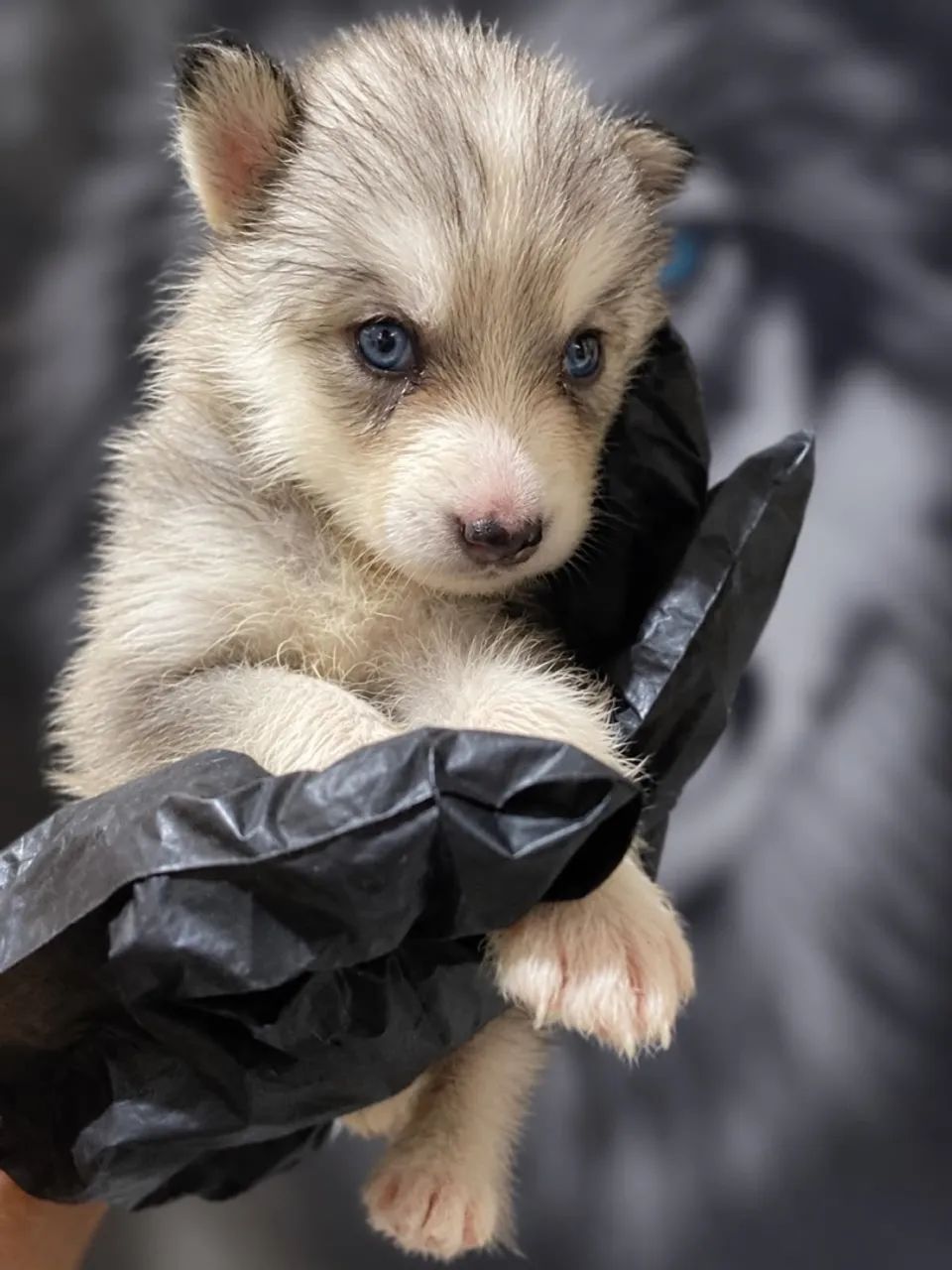 HUSKY SIBERIANO - Foto 2