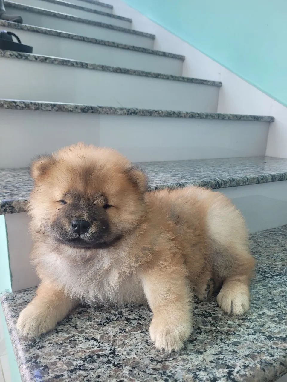 Meu amigo pet - Foto 2
