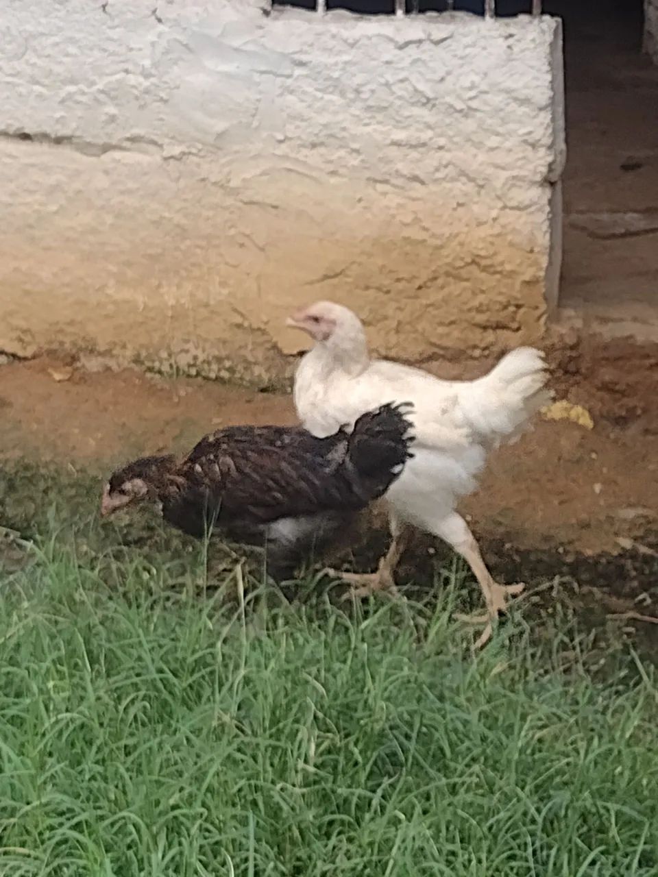 Venda de franguinhos GSB - Foto 3