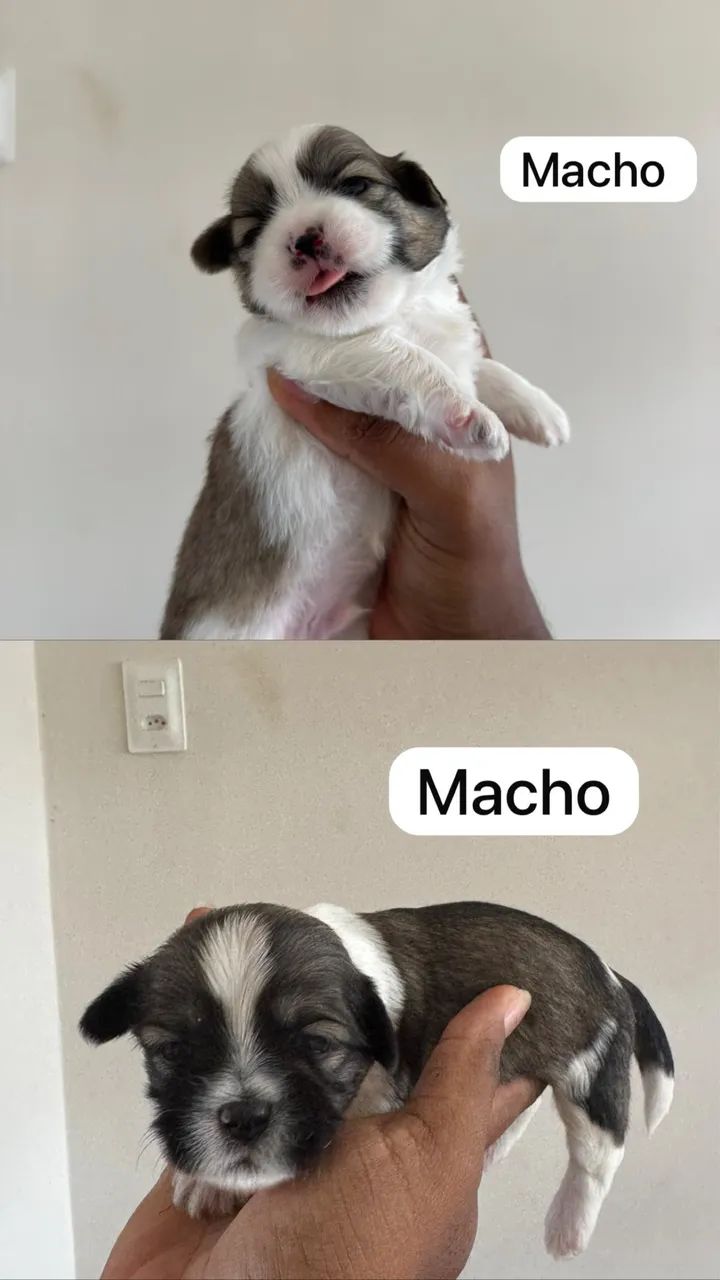 Filhotes de shitzu  - Foto 4