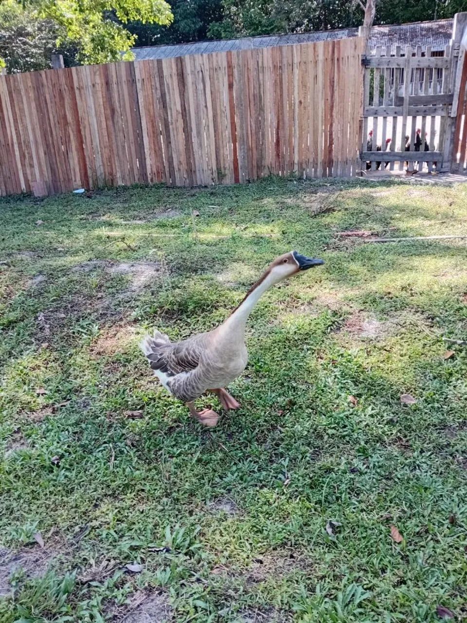 Pato ganso - Foto 4
