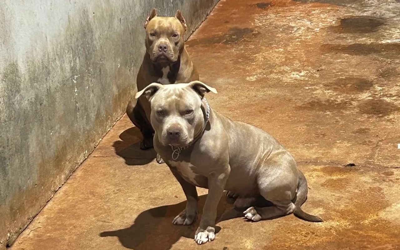 Cachorro Pitbull  - Foto 4