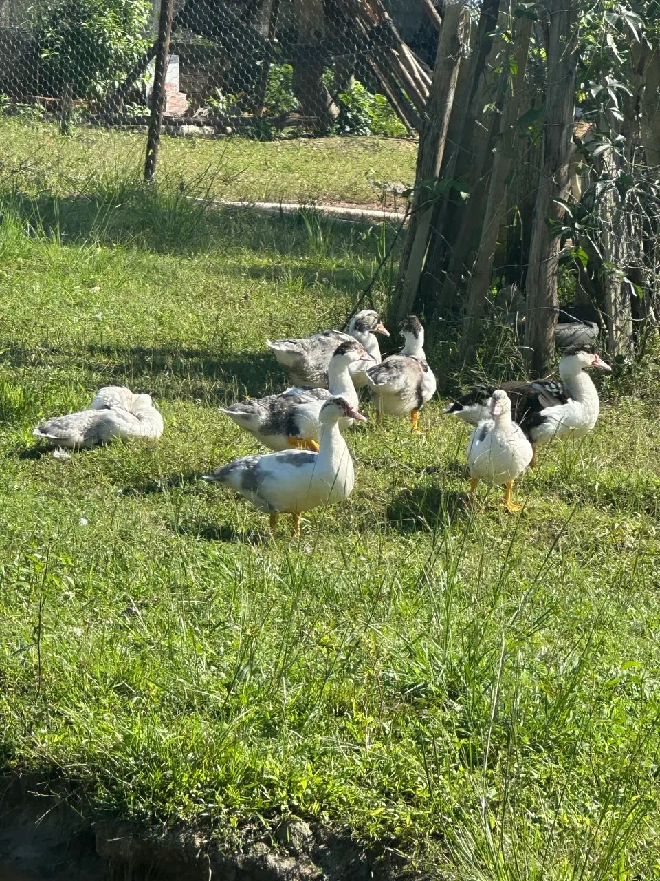 Pato - Foto 2
