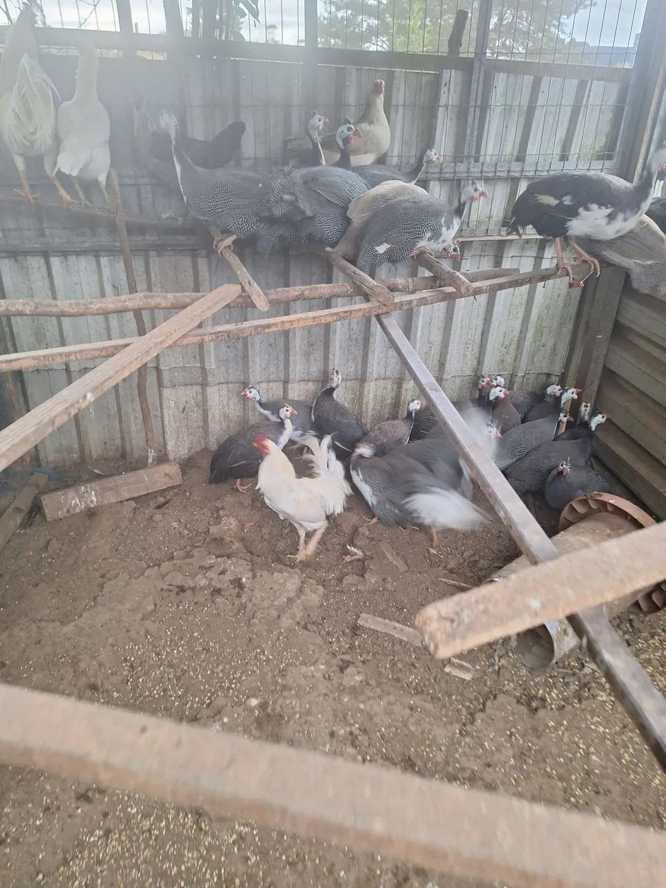 Galinha de angola  - Foto 5