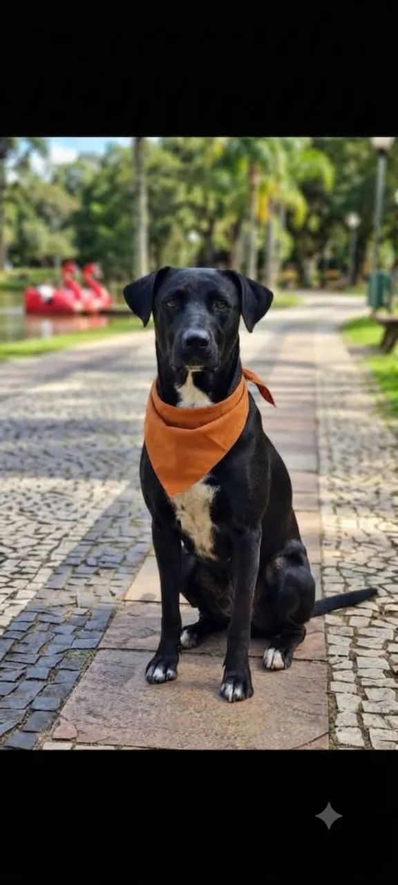 doação cachorro macho