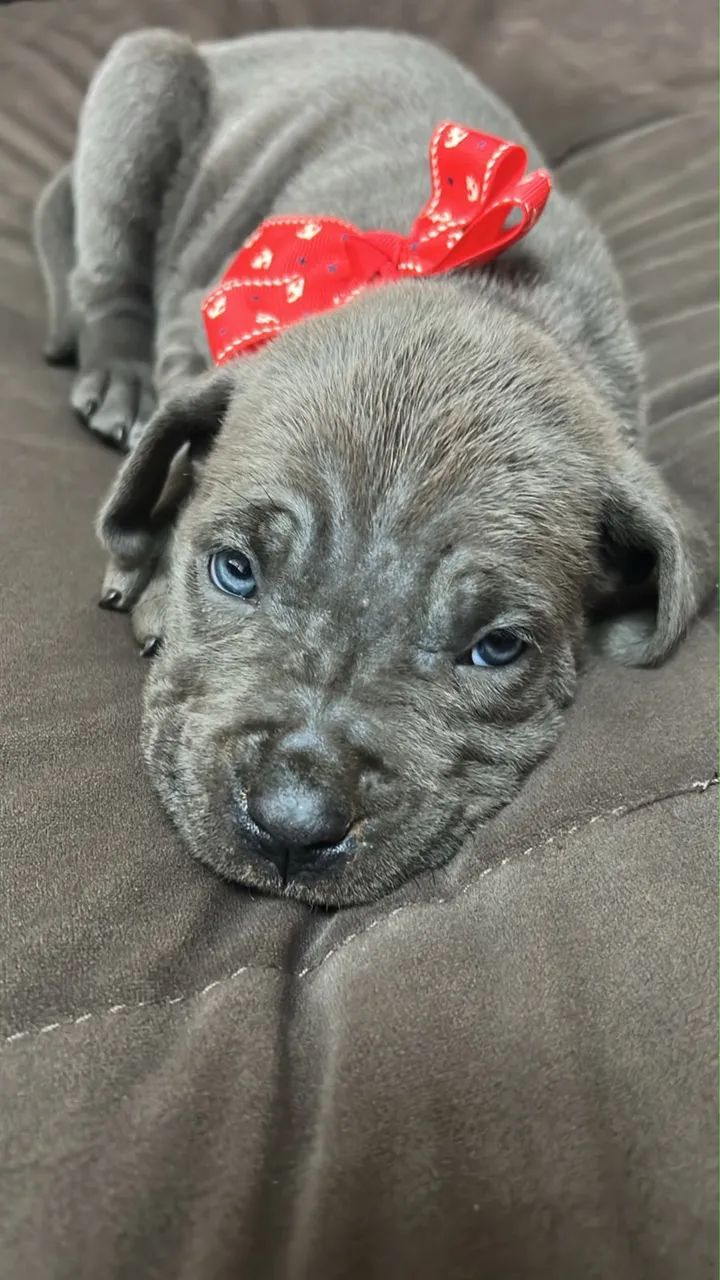 Filhotes de cane corso 