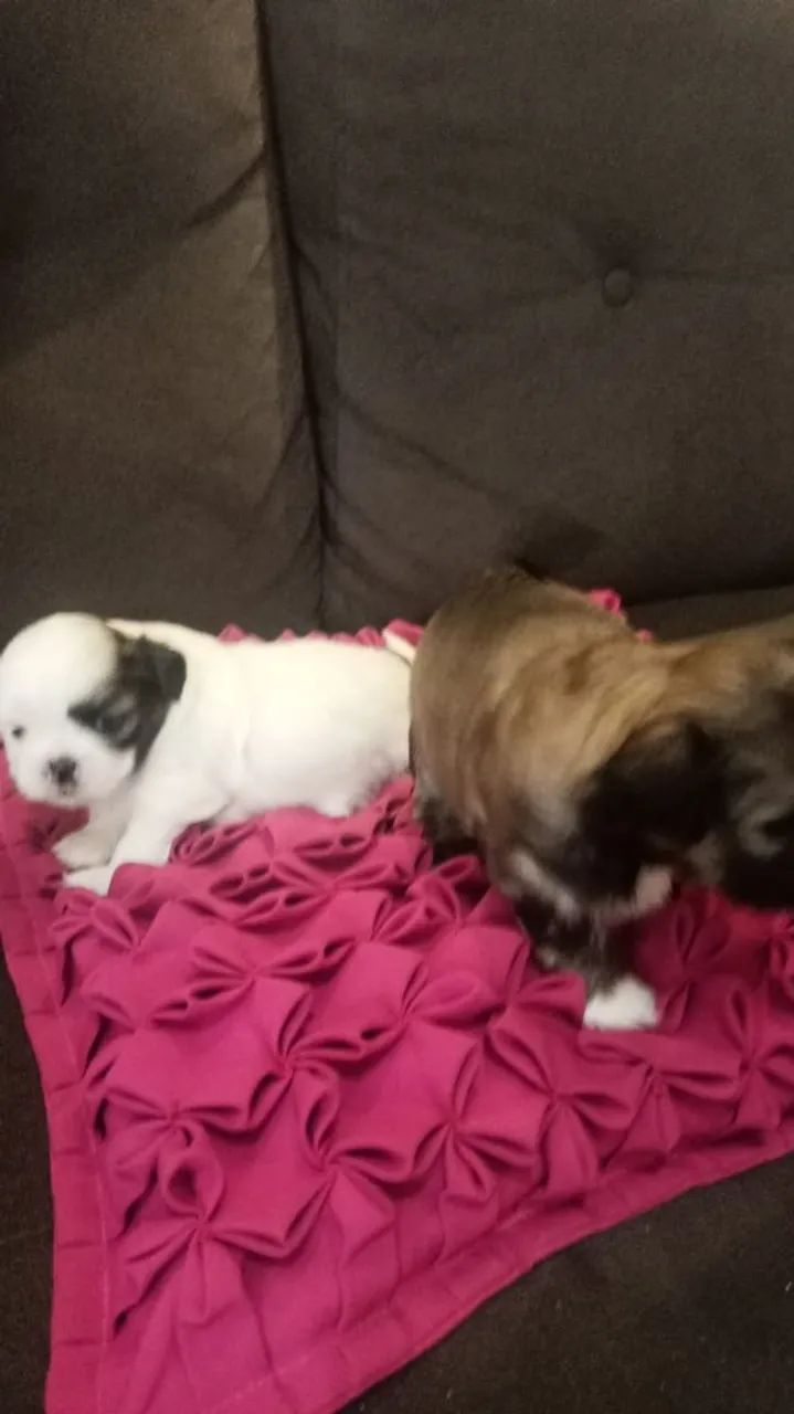Cachorrinho  - Foto 4