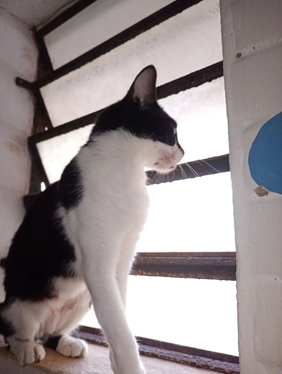 Gatinha castrada para adoção  - Foto 5