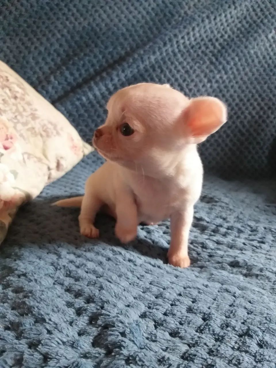 filhote de chihuahua - Foto 4