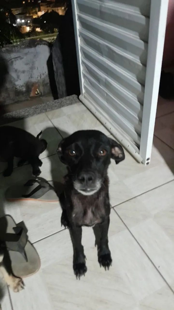 Doação de cachorrinhos  - Foto 2