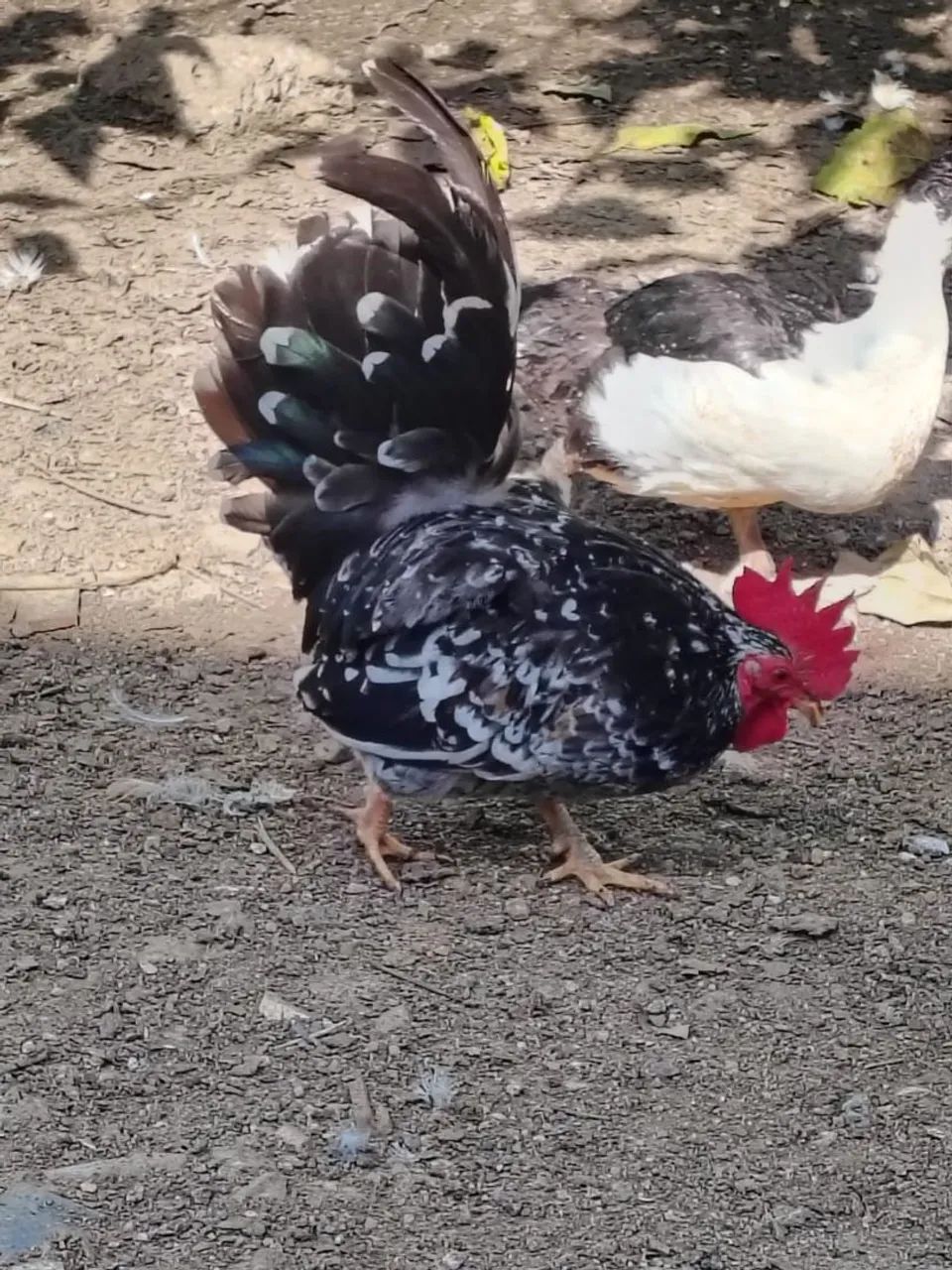 Vendo galos Garnizé  - Foto 4