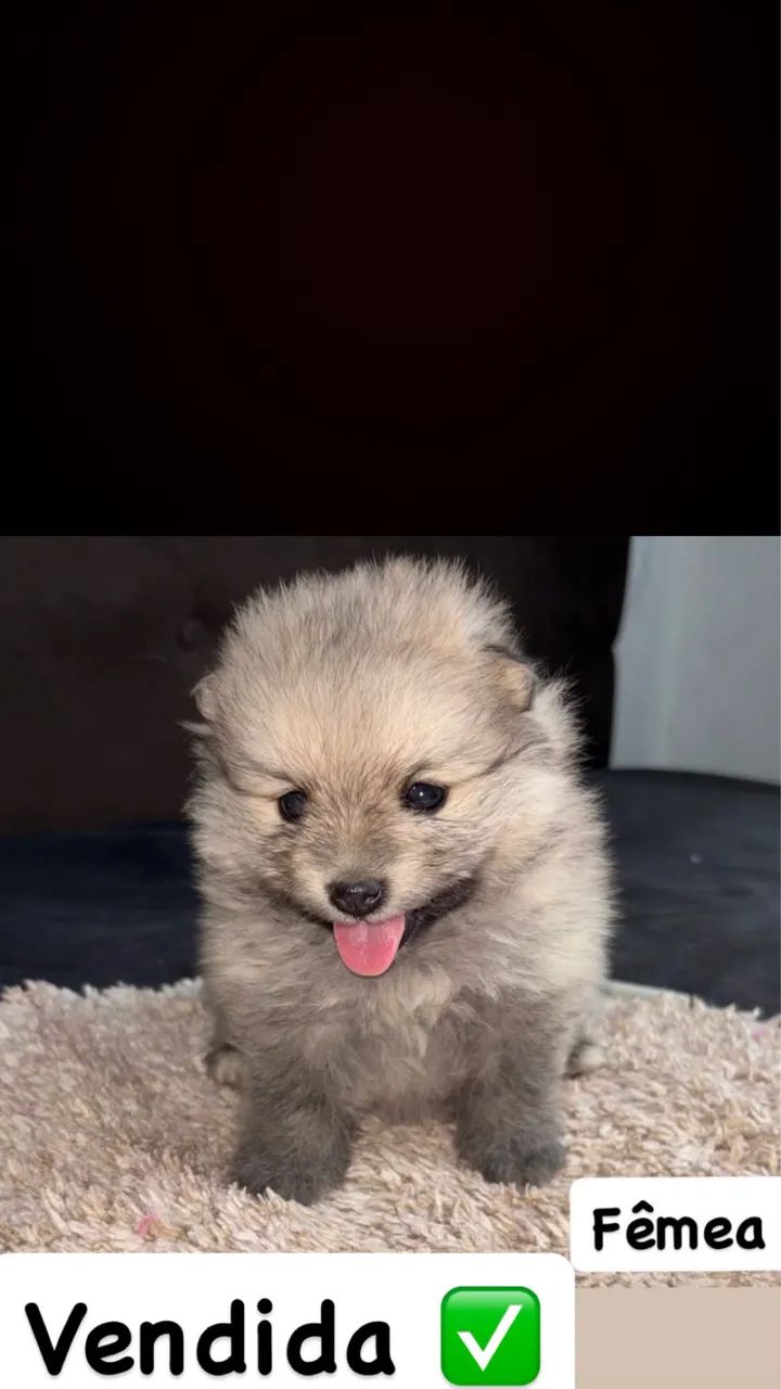 Spitz Alemão  - Foto 2