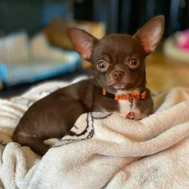 Chihuahua perfeito