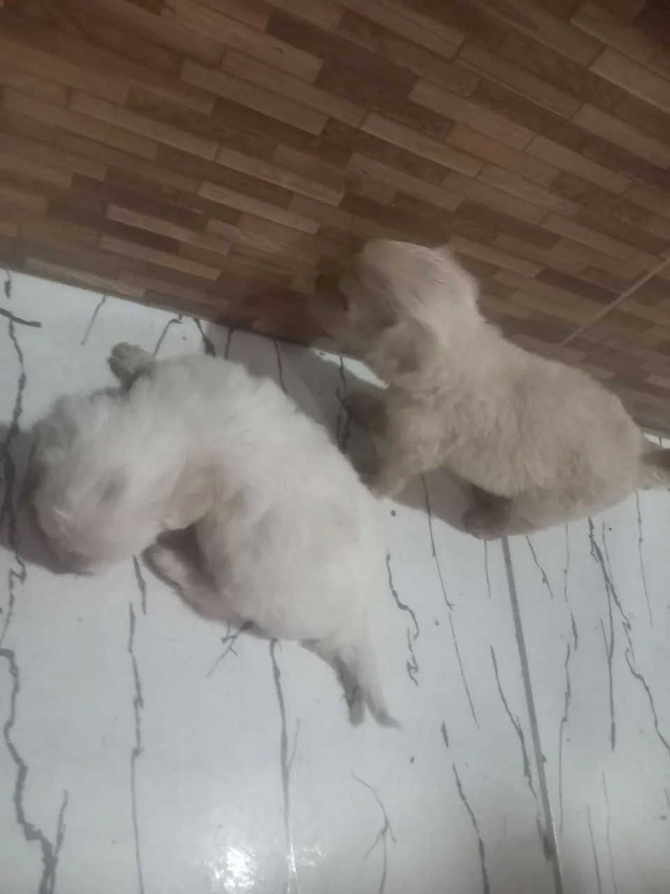 2 lindos filhotes de poodle  - Foto 3
