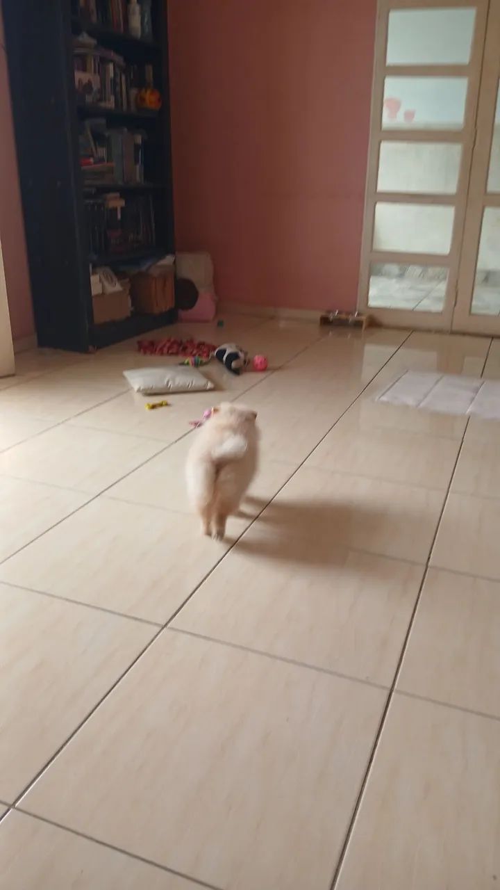 spitz  - Foto 3