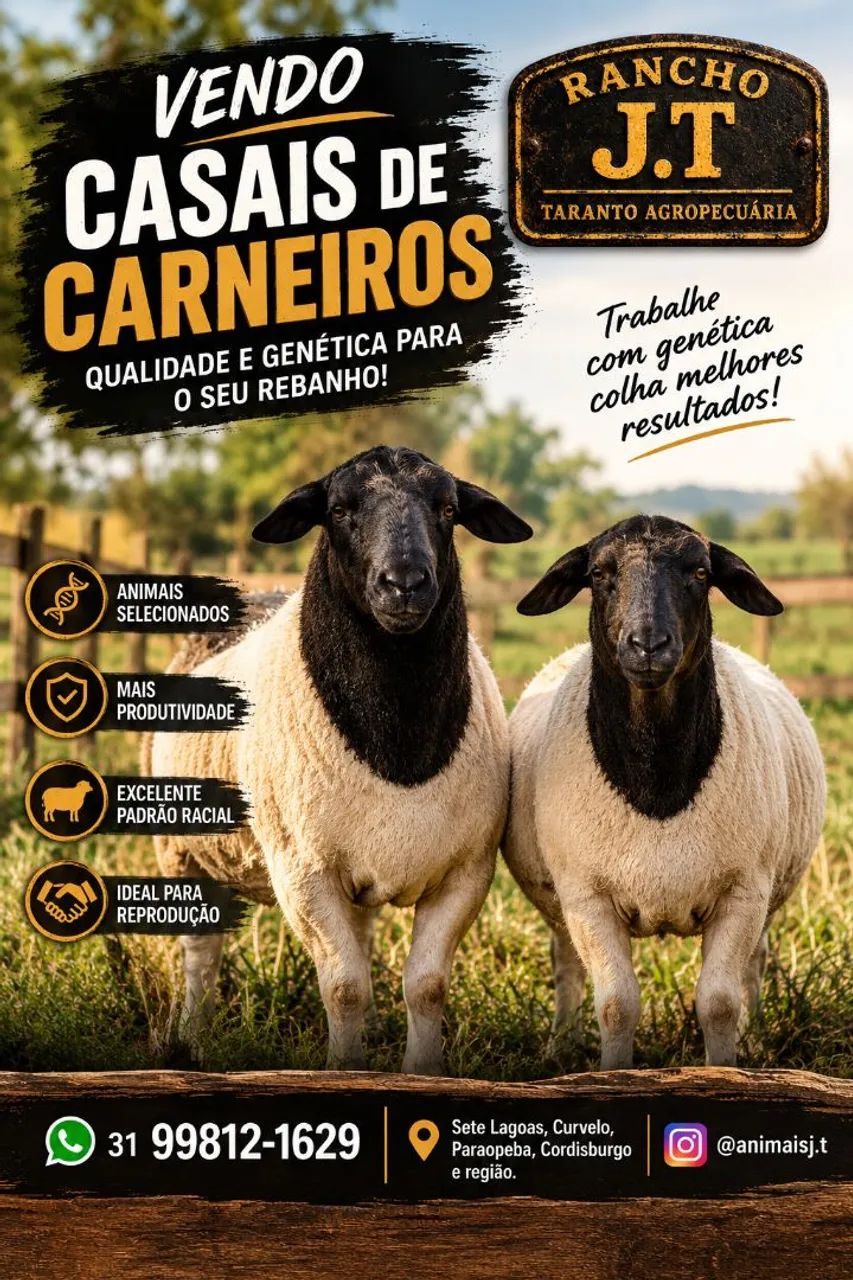 Carneiros e ovelhas 