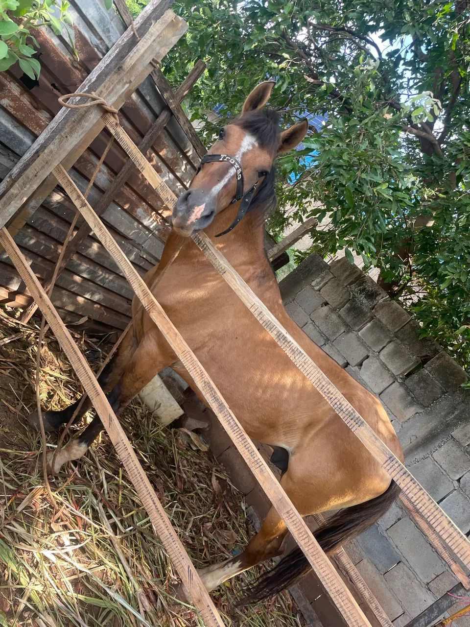 Cavalo manso  - Foto 2