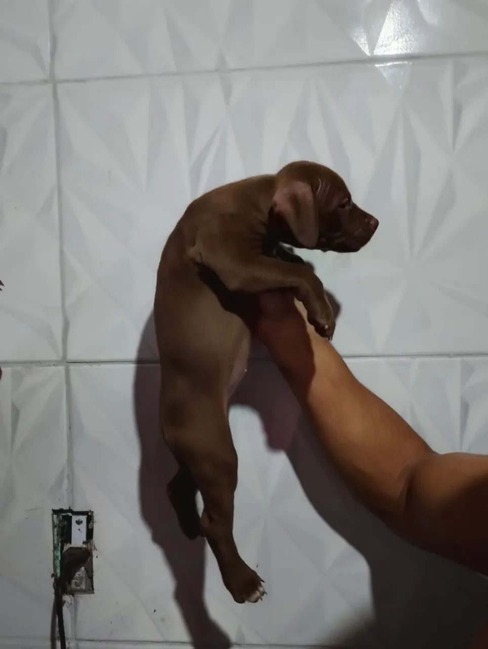 Vendo lindos filhotes de Pitbull com Pit Monster  - Foto 2
