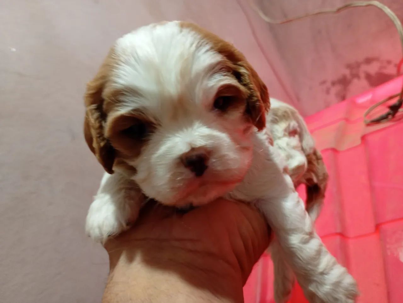 Cavalier king star  - Foto 3