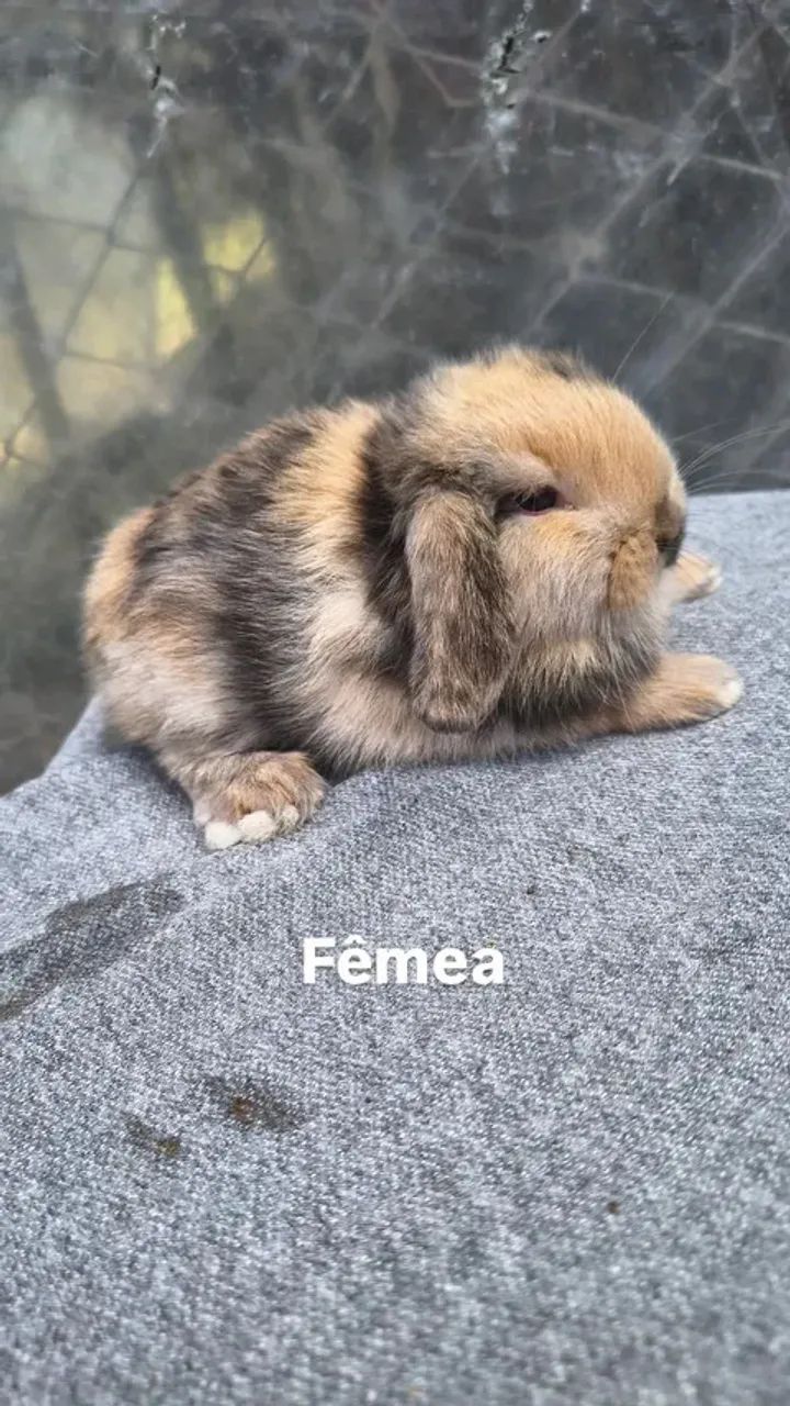 Coelhos mini lop  - Foto 3