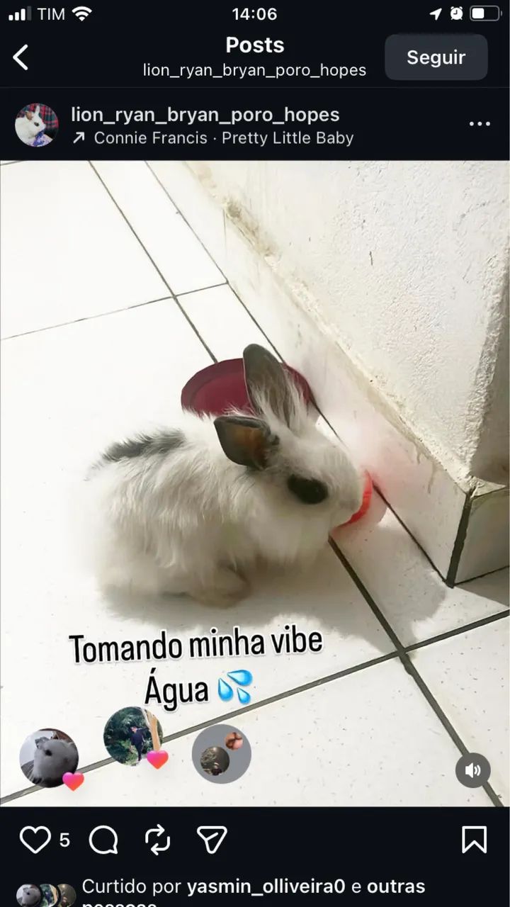 Vendo coelho da raça mini lion head macho  (com casinha, feno, ração e mictório incluso)