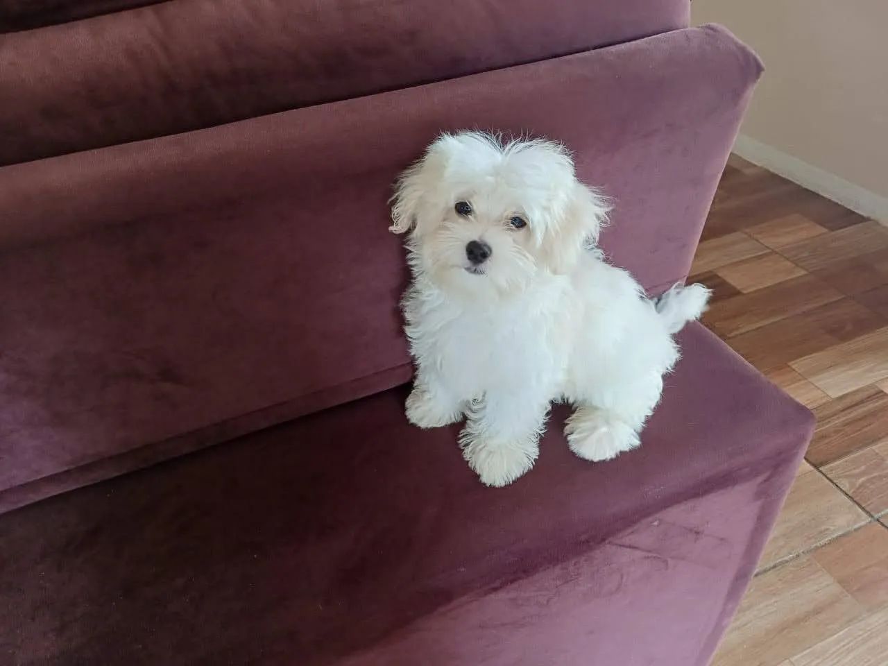 Cachorro maltês com 3 meses de vida. - Foto 2