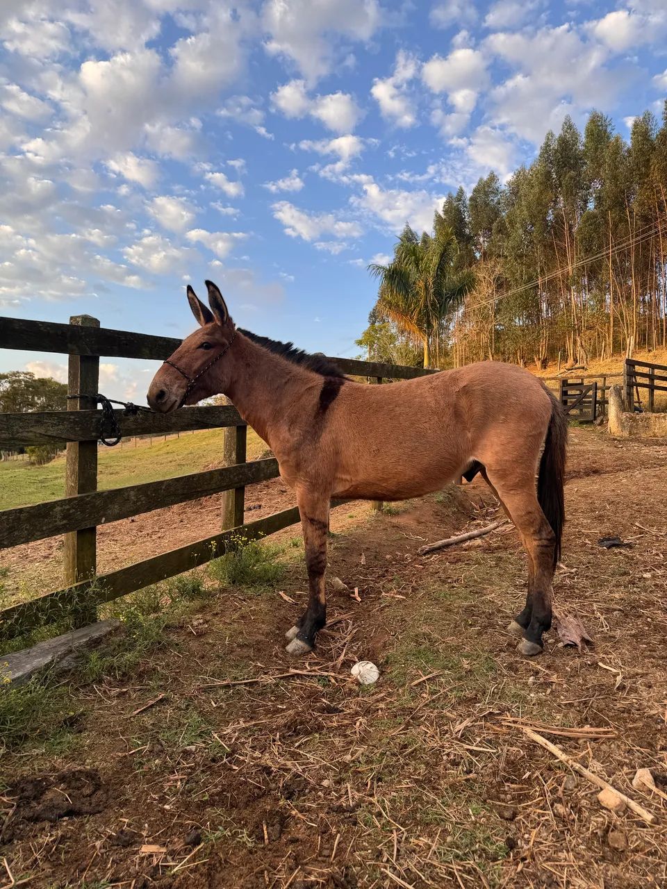 Burro chucro no ponto de doma - Foto 3