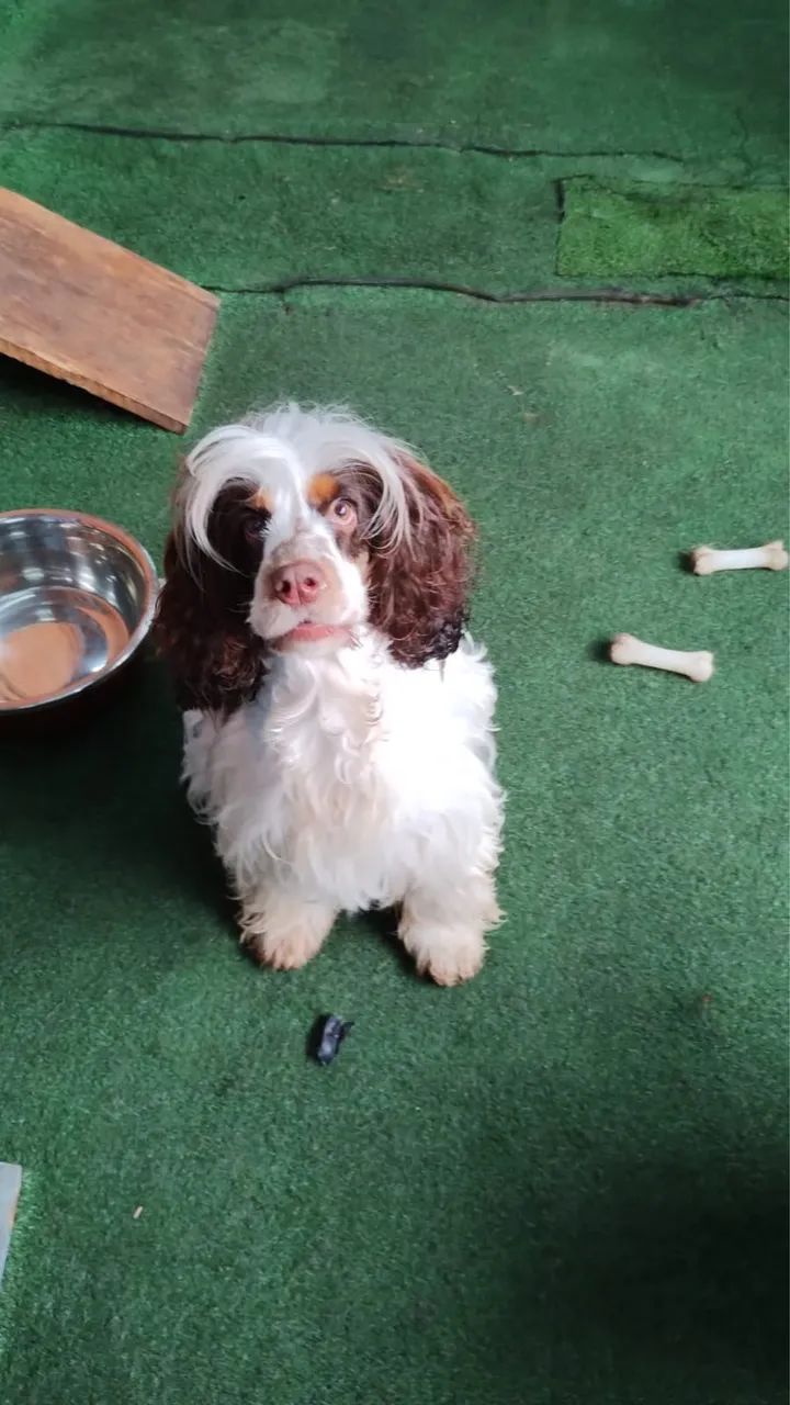 Cocker spaniel fêmea  - Foto 3