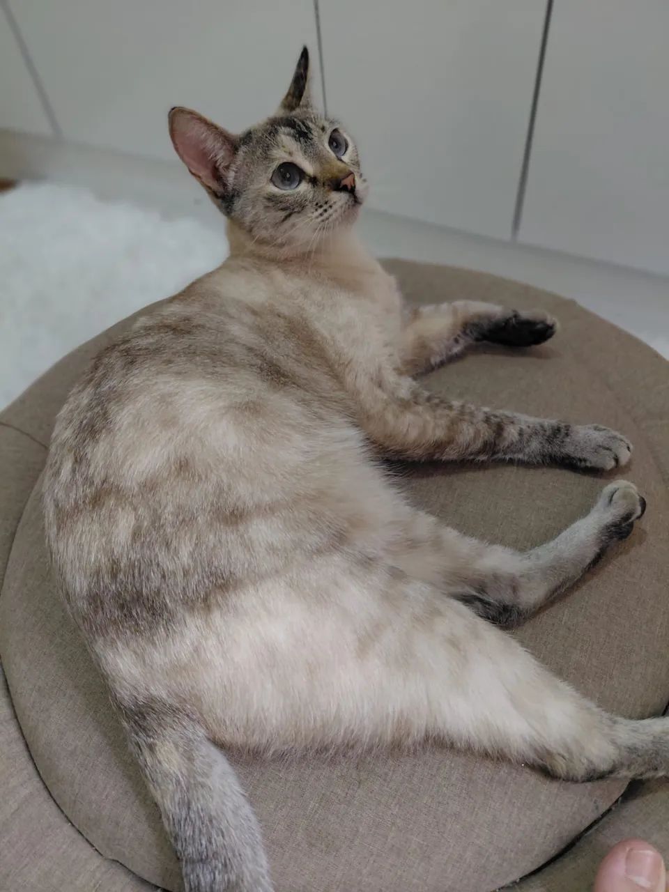 Gata Nala DESAPARECIDA - Foto 5