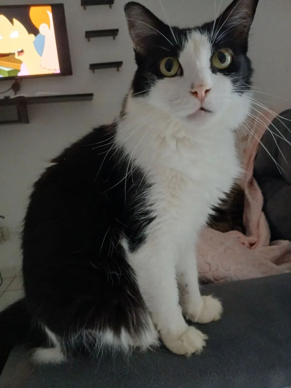 Gatos
